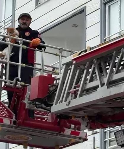 Çatıda mahsur kalan kedi kurtarıldı