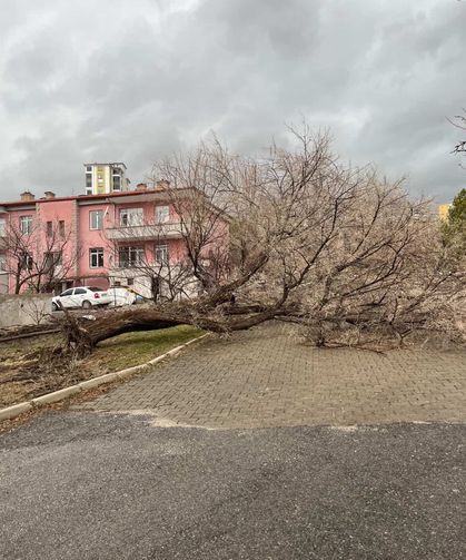 Niğde’de fırtına parkta ağacı devirdi