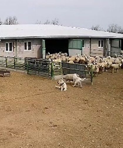 Başıboş köpek çiftliğe girip koyunları kovaladı