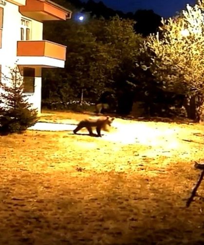 Alarm sesine aldırış etmeyen iki ayı görüntülendi