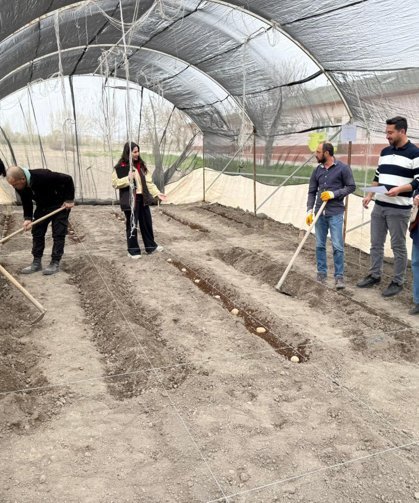 Yerli patates çeşitleri için ıslah çalışmaları hız kazandı