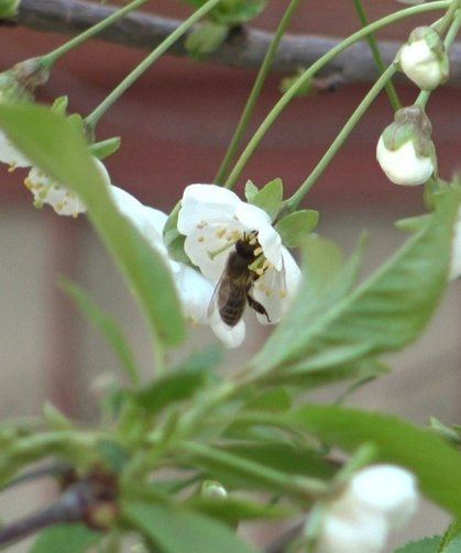 Niğde’de polen mesaisi başladı