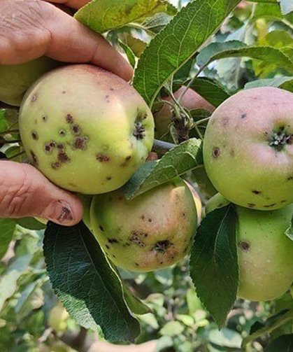 Niğde'de üreticilere "karaleke" ve "külleme" uyarısı