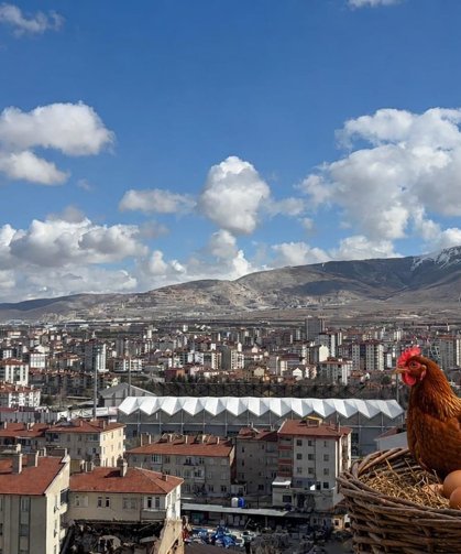 Niğde’de yumurta tavuğu sayısı 557 bini aştı