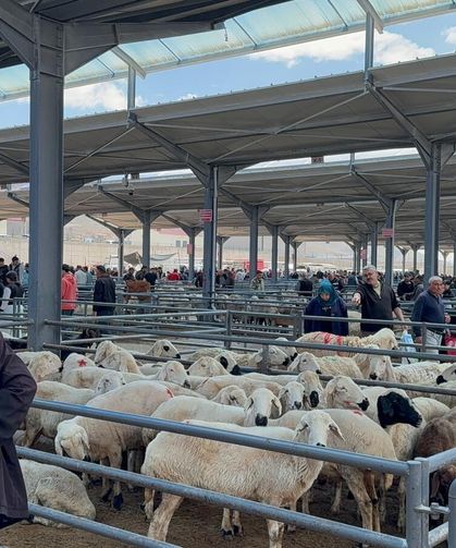 Niğde’de kurban pazarı hareketlendi: Besici de alıcı da pazarda