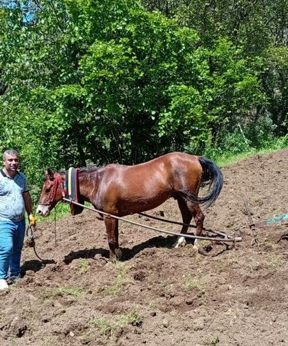 Traktörün giremediği tarlalar karasabanla sürülüyor