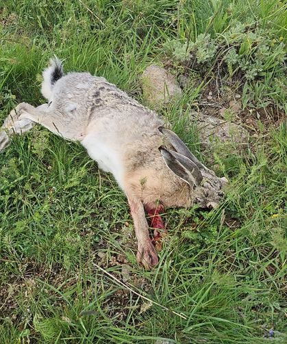 Niğde'de yaralı tavşan jandarma sayesinde kurtarıldı