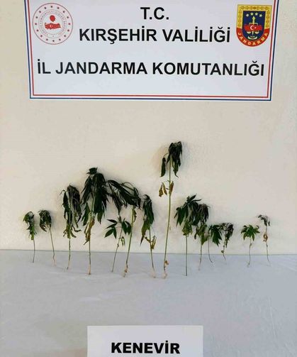 Kırşehir'de bahçeye ekili kenevir ele geçirildi