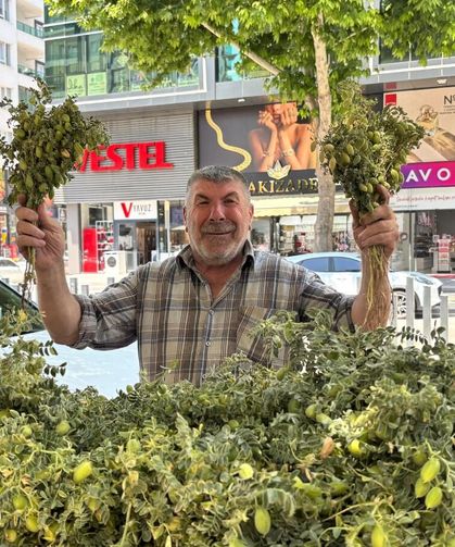 Çocukluğun lezzeti yeşil nohut yeniden tezgâhlarda