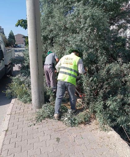 Niğde'de kaldırımları kapatan ağaç dalları budandı