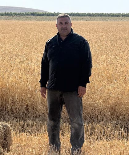 Sazlıca'da buğday hasadı başladı, verim üreticiyi memnun etti