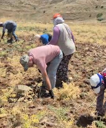 Niğde’de nohut hasadı sürüyor