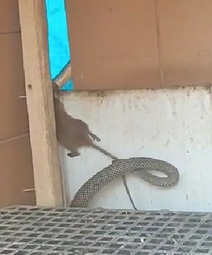 Yılanın fareyi yakaladığı anlar kamerada