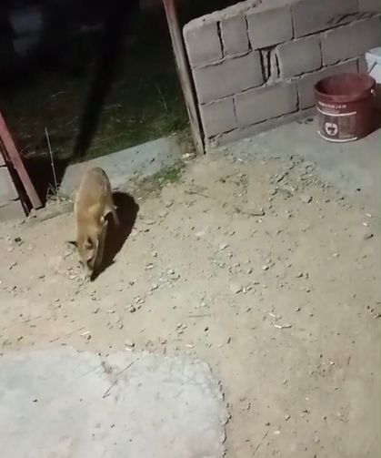 Kızılören’de Aysun’un ekmek mesaisi