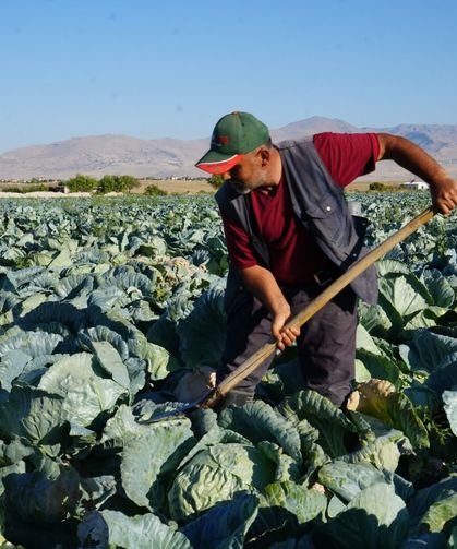 Niğde’de üreticilerin beyaz lahana hasat mesaisi başladı