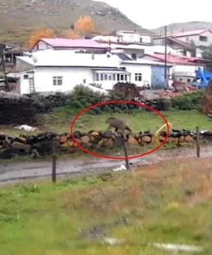 Gündüz vakti köye inen ayı korkuttu