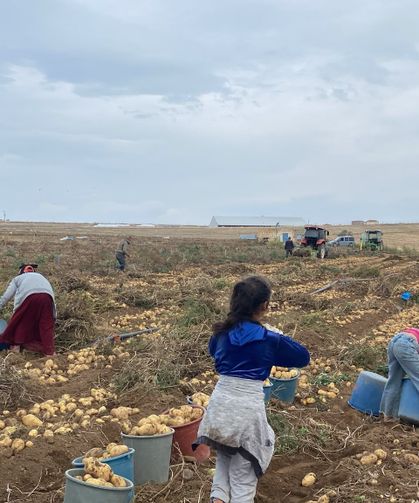 Niğde’de patates sezonu yüzleri güldürüyor