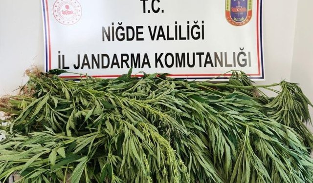 Bademdere köyünde 128 kök kenevir ele geçirildi