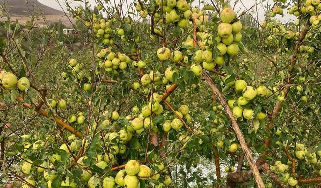 Çamardı’da dolu elma bahçelerine zarar verdi
