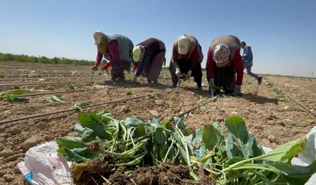 Niğde’de lahana dikimi başladı