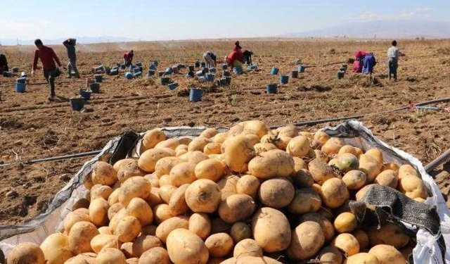 Niğde'de patates ekimi kayıt altına alınıyor