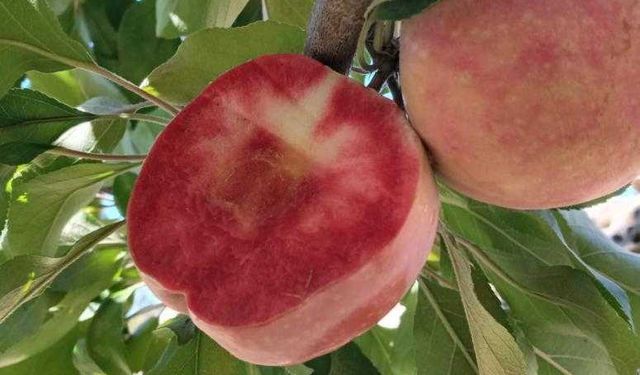 Niğdeli çiftçi içi dışı kırmızı ‘elma' yetiştirdi 