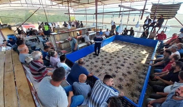 Horoz dövüştüren 71 kişi gözaltına alındı