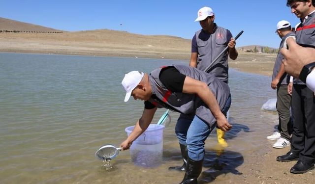 Niğde'de göletlere 52 bin balık bırakıldı