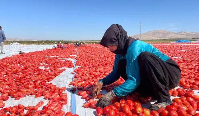 Niğde’de kurutulan domatesler Avrupa ülkelerine ihraç ediliyor