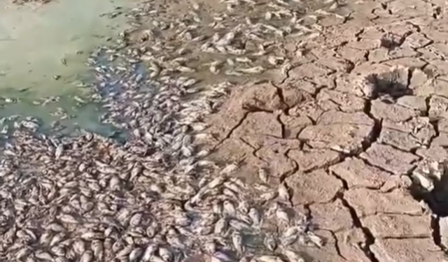 Kuraklık baraja vurdu, yüzlerce balık telef oldu
