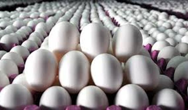 Tavuk yumurtası üretimi yüzde 7,1 arttı