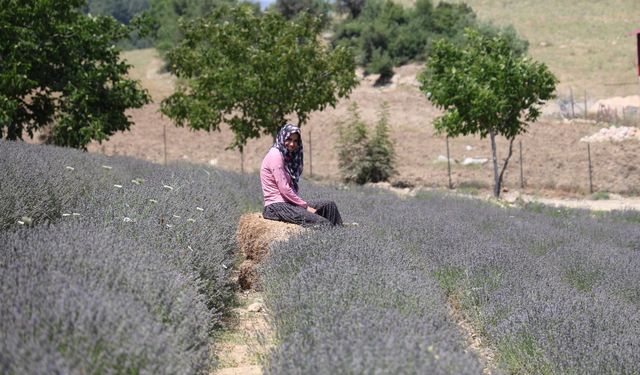 Kadınlar  atıl arazileri lavantalarla süsledi