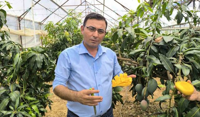 Artık Türkiye'de de Çokça Yetişiyor Mango Hasadı Başladı