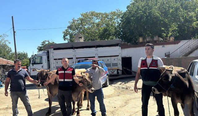 Ankara'da çalınan 4 büyükbaş hayvan Aksaray'da satılırken bulunup, sahibine teslim edildi