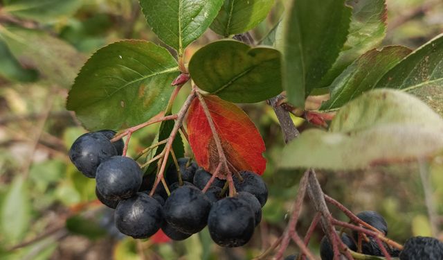 Hücreleri yeniliyor, diabete iyi geliyor şimdi pazar arıyor