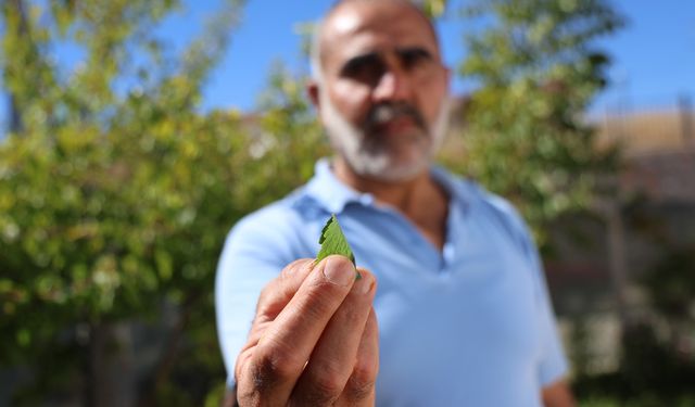 Randevu almayanları geri gönderiyor