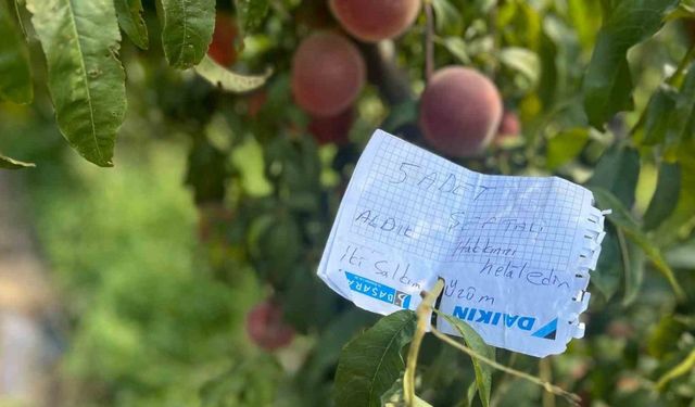 Şeftali Ağacına Asılan Not Duygulandırdı