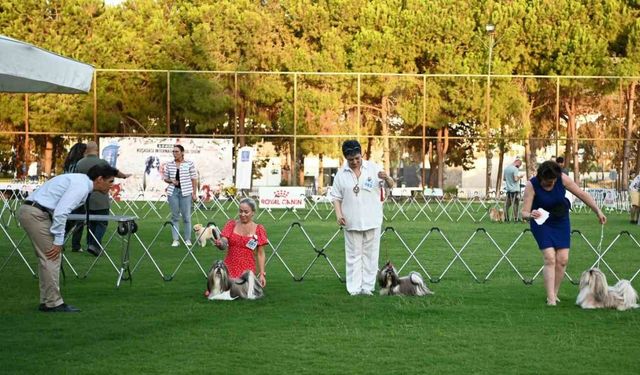 Yarışmaya katılan köpekler dikkat çekti