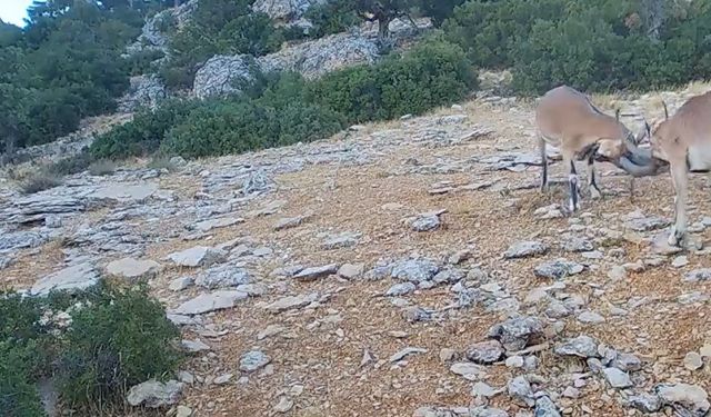 dağ keçileri fotopakana takıldı