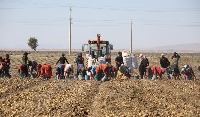 TZOB Genel Başkanı Niğde’de patates ve soğan hasadına katıldı