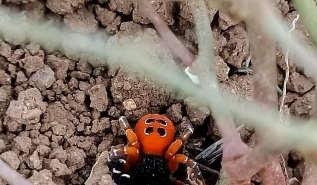 Nadir Görülen Zehirli 'Uğur Böceği Örümceği' Kameralara Yansıdı