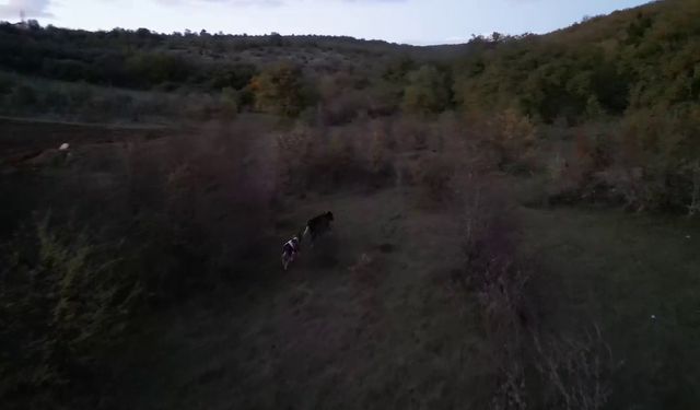 Kayıp hayvanlar dron ile bulundu