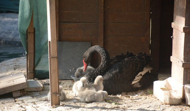 29 Ekim Cumhuriyet Bayramı'nda 5 kuğu yavrusu dünyaya geldi