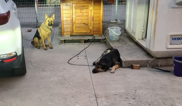 Serbest Bekçi Köpeği Lise Öğrencisine Saldırdı: Uyarılara Kulak Asılmadı