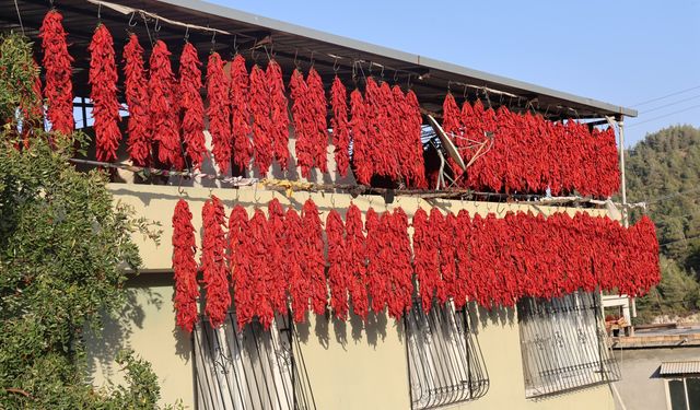 Kurutmalık Biberlerle Mahalle Adeta Kırmızıya Büründü