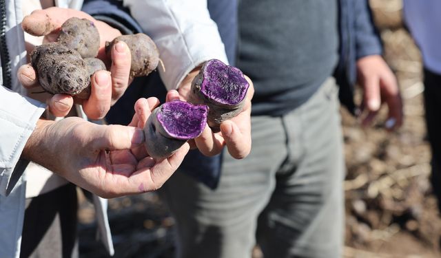 Mor patates tarlada boy verdi, hasat başladı