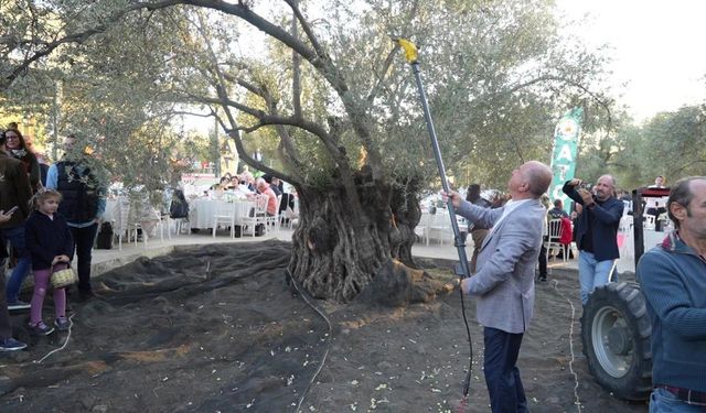 Ayvalık ta Asırlık  ağaçtan zeytin hasadı yapıldı