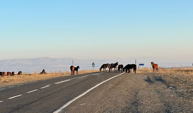 Başıboş atlar tehlike saçıyor