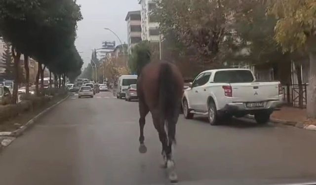 Yerinden çıkan mazgal ve başıboş at trafiği tehlikeye attı