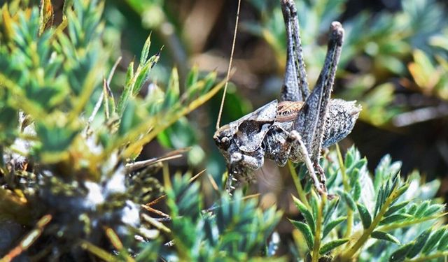 Anadolua Çekirgesi’ne İki Yeni Tür Katıldı